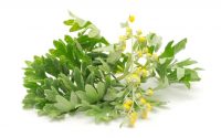 Artemisia: proprietà, benefici, come si usa