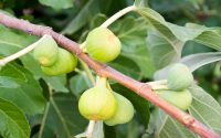 Ficus carica: cos’è, a cosa serve, posologia