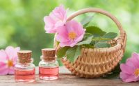 Olio di rosa mosqueta: proprietà benefiche ed usi