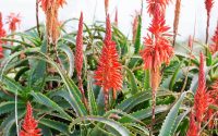 Aloe Arborescens: proprietà, benefici e controindicazioni