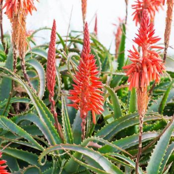 Aloe Arborescens: proprietà, benefici e controindicazioni