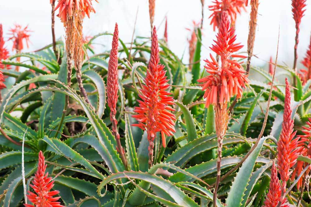 pianta di Aloe Arborescens